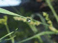 The droplet of water on the tip of a leaf of grass. In the droplet you can see the reflection of the surrounding vegetation. Royalty Free Stock Photo