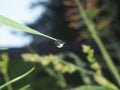 The droplet of water on the tip of a leaf of grass. In the droplet you can see the reflection of the surrounding vegetation. Royalty Free Stock Photo