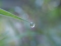 The droplet of water on the tip of a leaf of grass. In the droplet you can see the reflection of the surrounding vegetation. Royalty Free Stock Photo