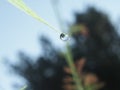 The droplet of water on the tip of a leaf of grass. In the droplet you can see the reflection of the surrounding vegetation. Royalty Free Stock Photo