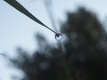 The droplet of water on the tip of a leaf of grass. In the droplet you can see the reflection of the surrounding vegetation. Royalty Free Stock Photo