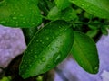 The Droplets Bubbles On The Leaf