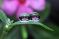 water droplets on leaf, flower reflection Royalty Free Stock Photo