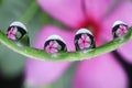 water droplets on leaf, flower reflection Royalty Free Stock Photo