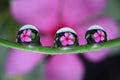 water droplets on leaf, flower reflection Royalty Free Stock Photo