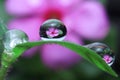 water droplets on leaf, flower reflection Royalty Free Stock Photo