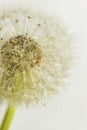 Droplets dandelion. Royalty Free Stock Photo