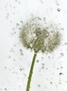 Droplets dandelion. Royalty Free Stock Photo