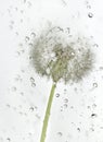 Droplets dandelion. Royalty Free Stock Photo