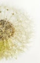 Droplets dandelion. Royalty Free Stock Photo