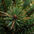 Droplets are delicately perched on the needles highlighting the texture Royalty Free Stock Photo