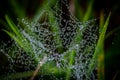 A Close up of a Spiders Web with Early Morning Dew Royalty Free Stock Photo