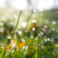 Droplets of dew on grass in the early morning sunshine Royalty Free Stock Photo