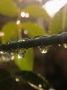 Droplets on a wire Royalty Free Stock Photo