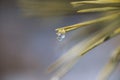 Droplets of frozen water on a branch Royalty Free Stock Photo