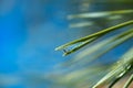 droplets of frozen water on a branch Royalty Free Stock Photo