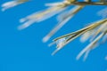 droplets of frozen water on a branch . Royalty Free Stock Photo