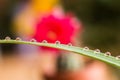 Droplets on grass