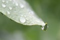 Droplets on a green leaf, close-up, macro shot. Blurred background Royalty Free Stock Photo