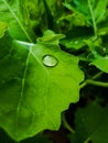 Water droplets on a green leaf in the garden after the rain. Wallpaper, natural green background. Royalty Free Stock Photo