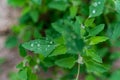 Droplets on the green leaves of a saltbush Royalty Free Stock Photo
