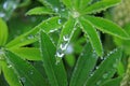 Droplets on green vegetation Royalty Free Stock Photo