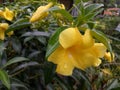 droplets of morning dew between the flowers of allamanda cathartica