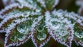 Of the droplets offering a striking contrast between the cool frosty Royalty Free Stock Photo