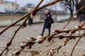 Flowering branches of decorative willow in early spring