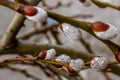 Flowering branches of decorative willow in early spring