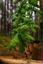 Vertical closeup photo of wet oak leaves at rainy day in woodland. Royalty Free Stock Photo