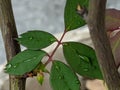 Droplets Sitting On Leafs