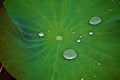 Droplets Suspended on Green Leaf