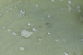 Droplets on a Tulip Leaf Royalty Free Stock Photo