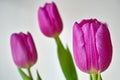 Purple-pink tulip flowers with droplets by white background and blur