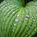 Droplets vary in size reflecting light and creating a glossy appearance Royalty Free Stock Photo