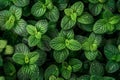 Droplets on vivid green leaves in the rain, captured in detailed macro photography