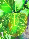 Banyan leaf edited