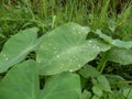 Droplets of water on big green leaf