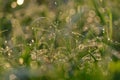 Droplets of water on blades of grass in sunshine and spider net