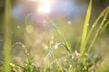 Droplets of water on blades of grass in sunshine and spider net