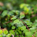 droplets of water on a branch of leaves Royalty Free Stock Photo