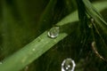 droplets of water cast grass, drops of water