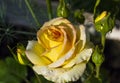Droplets of water on a flowering bright yellow rose.