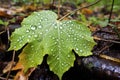 Droplets Of Water On Large Leaf In The Understory