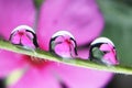 water droplets on leaf, flower reflection Royalty Free Stock Photo