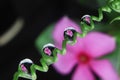 water droplets on leaf, flower reflection Royalty Free Stock Photo