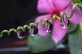 water droplets on leaf, flower reflection Royalty Free Stock Photo