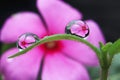 water droplets on leaf, flower reflection Royalty Free Stock Photo