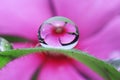 water droplets on leaf, flower reflection Royalty Free Stock Photo